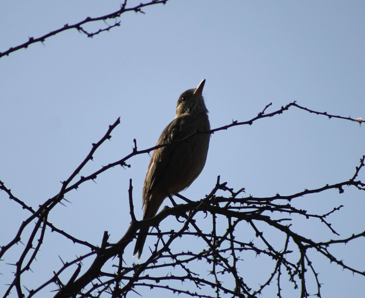 Great Shrike-Tyrant - Ada Rebolledo