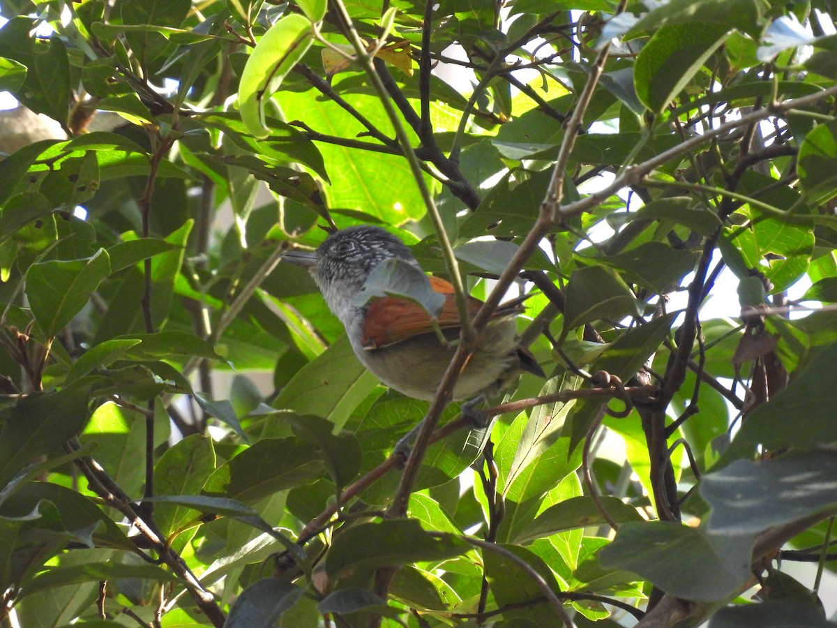 Rufous-backed Antvireo - Rodrigo Quadros