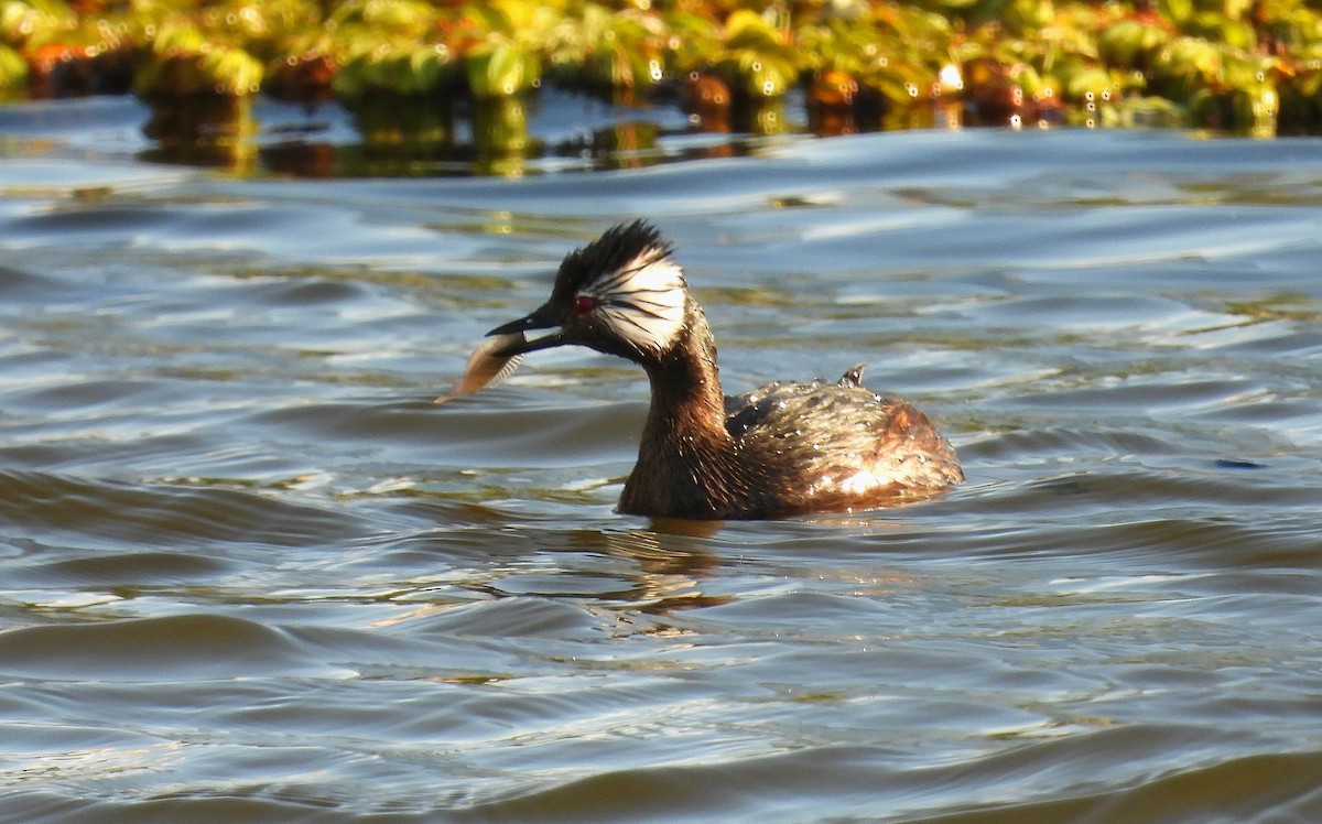 White-tufted Grebe - Cecilia Gosso