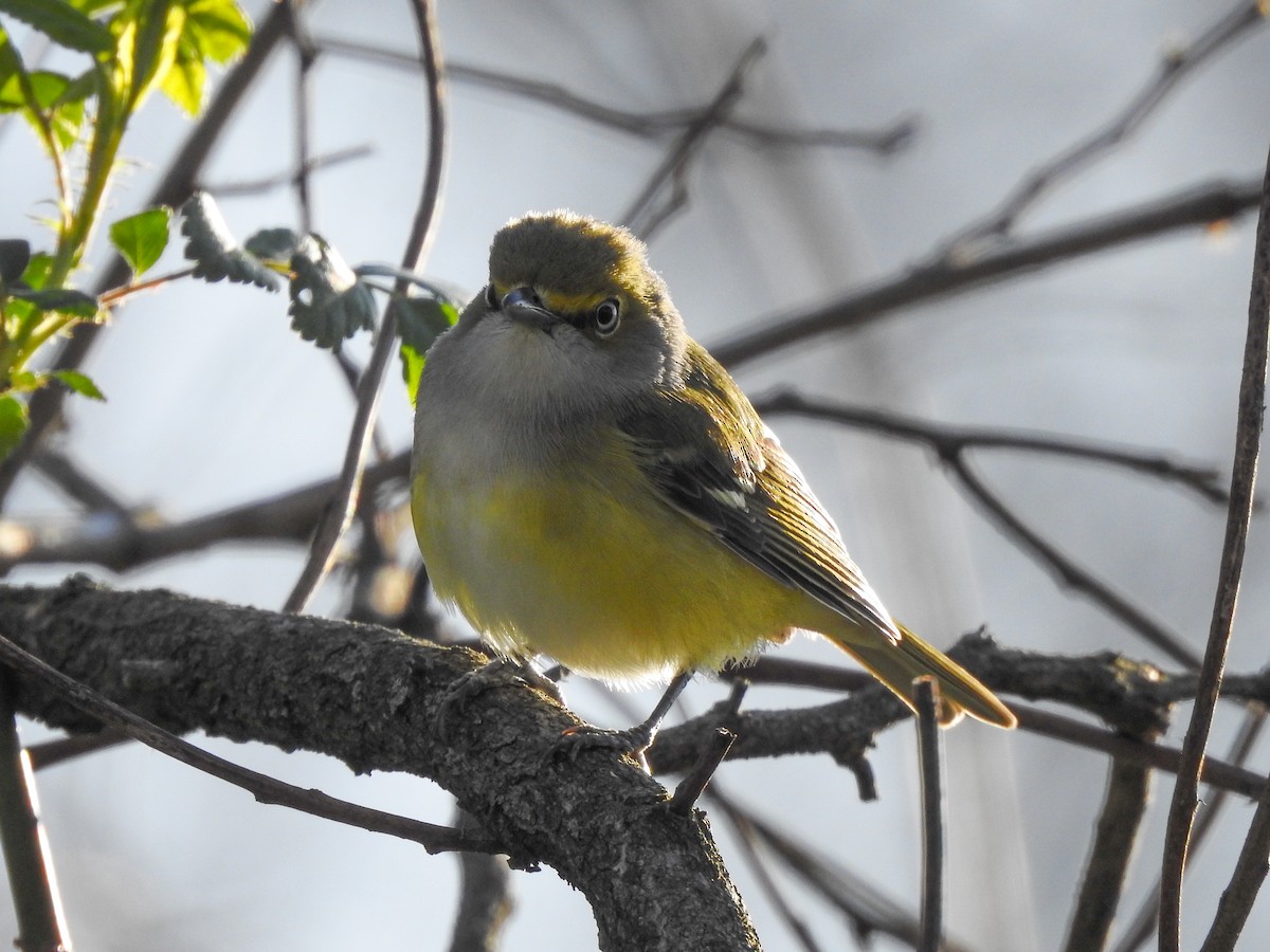 White-eyed Vireo - Reanna Thomas