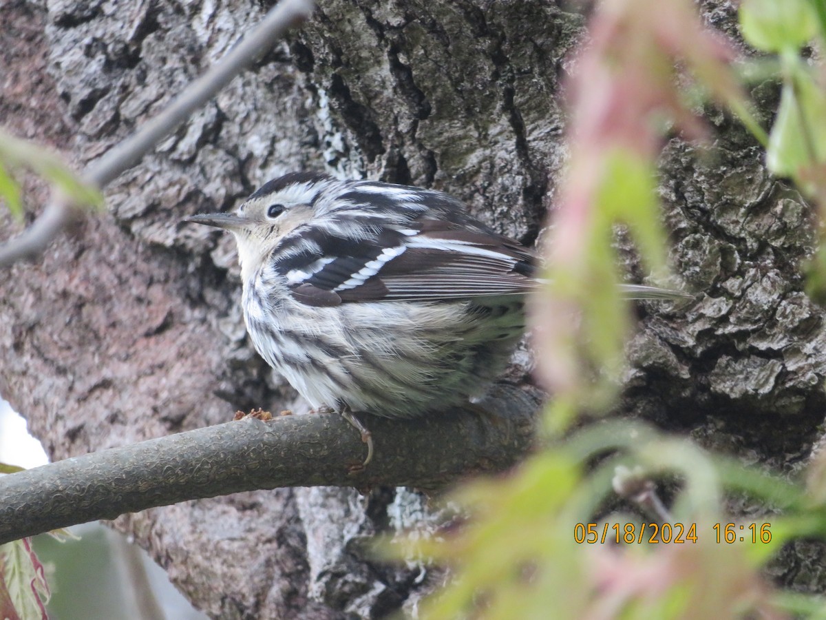 Black-and-white Warbler - Carina Sa