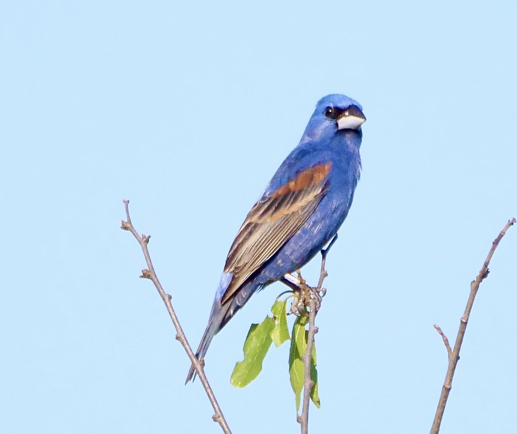 Blue Grosbeak - Martin Byhower