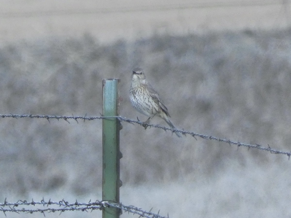 Sage Thrasher - ML619248729