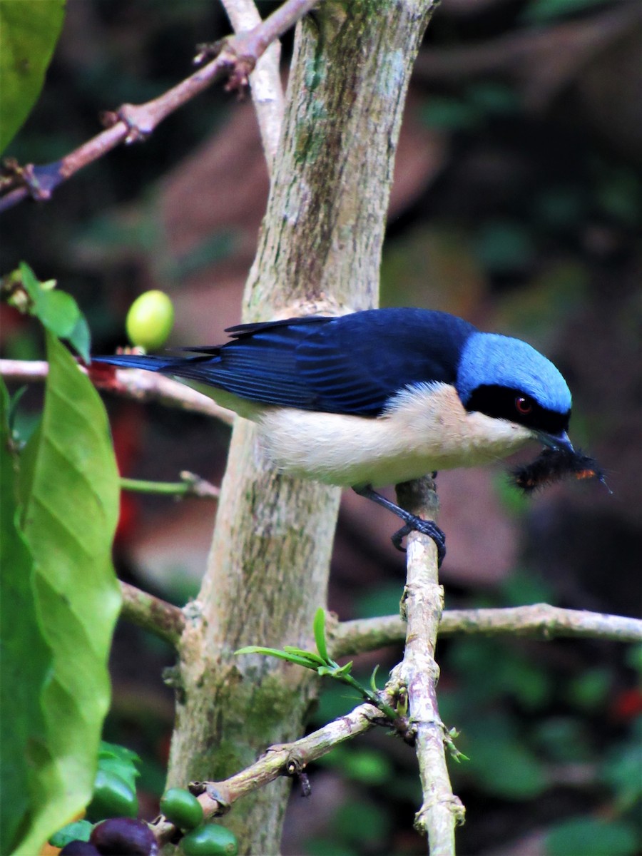 Fawn-breasted Tanager - Luis Moreno