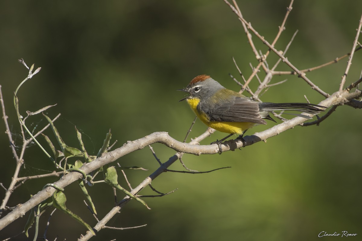 Brown-capped Redstart - Claudio Rosso