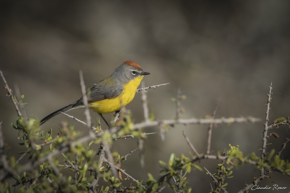 Brown-capped Redstart - Claudio Rosso