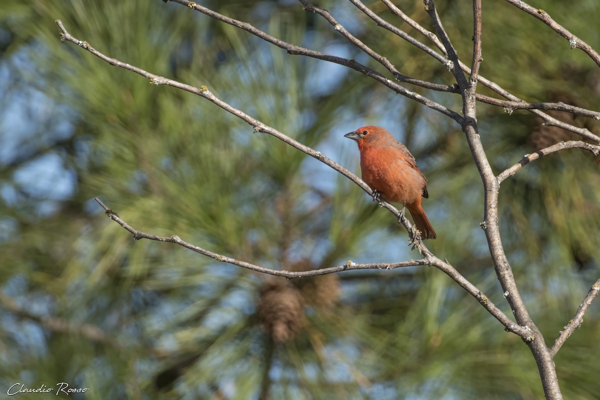 Hepatic Tanager - Claudio Rosso