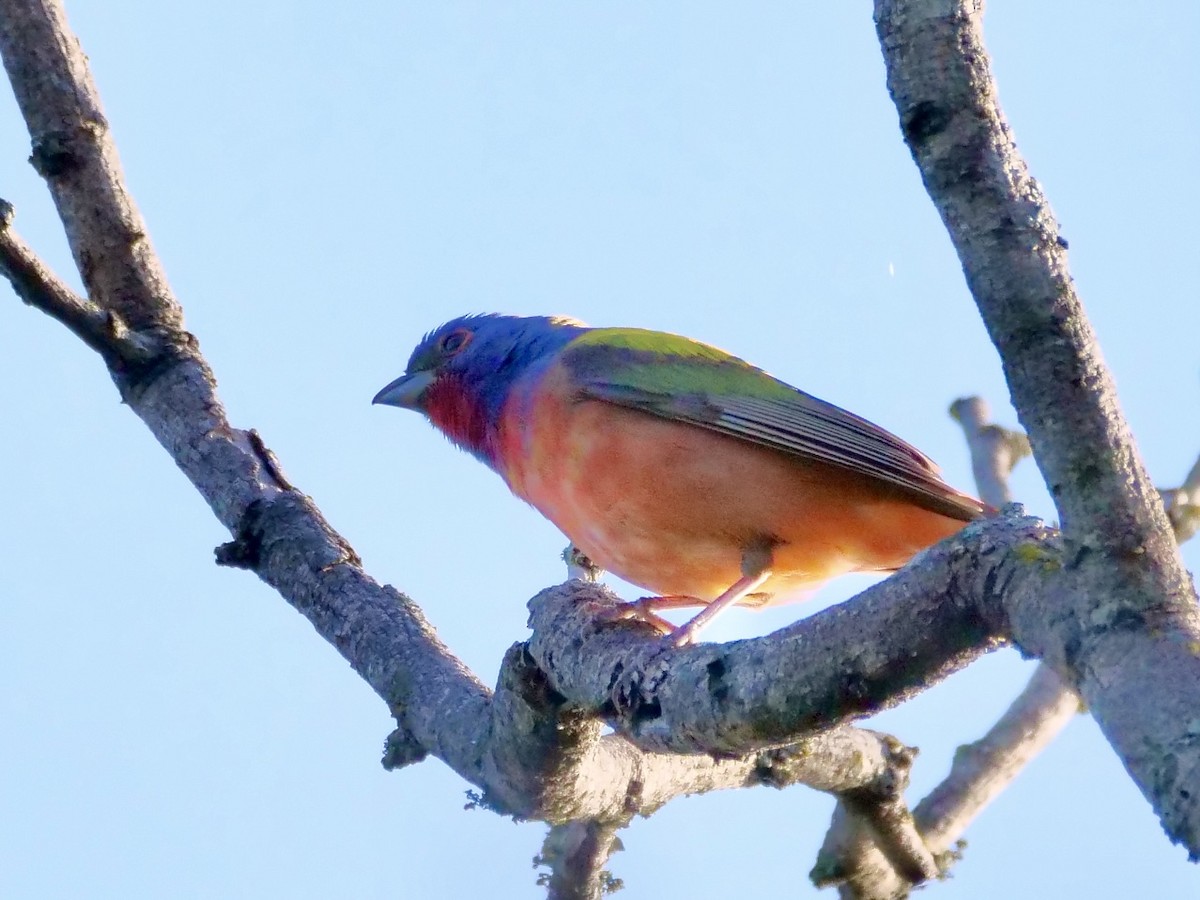 Painted Bunting - Martin Byhower