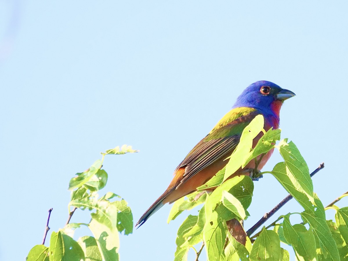 Painted Bunting - Martin Byhower