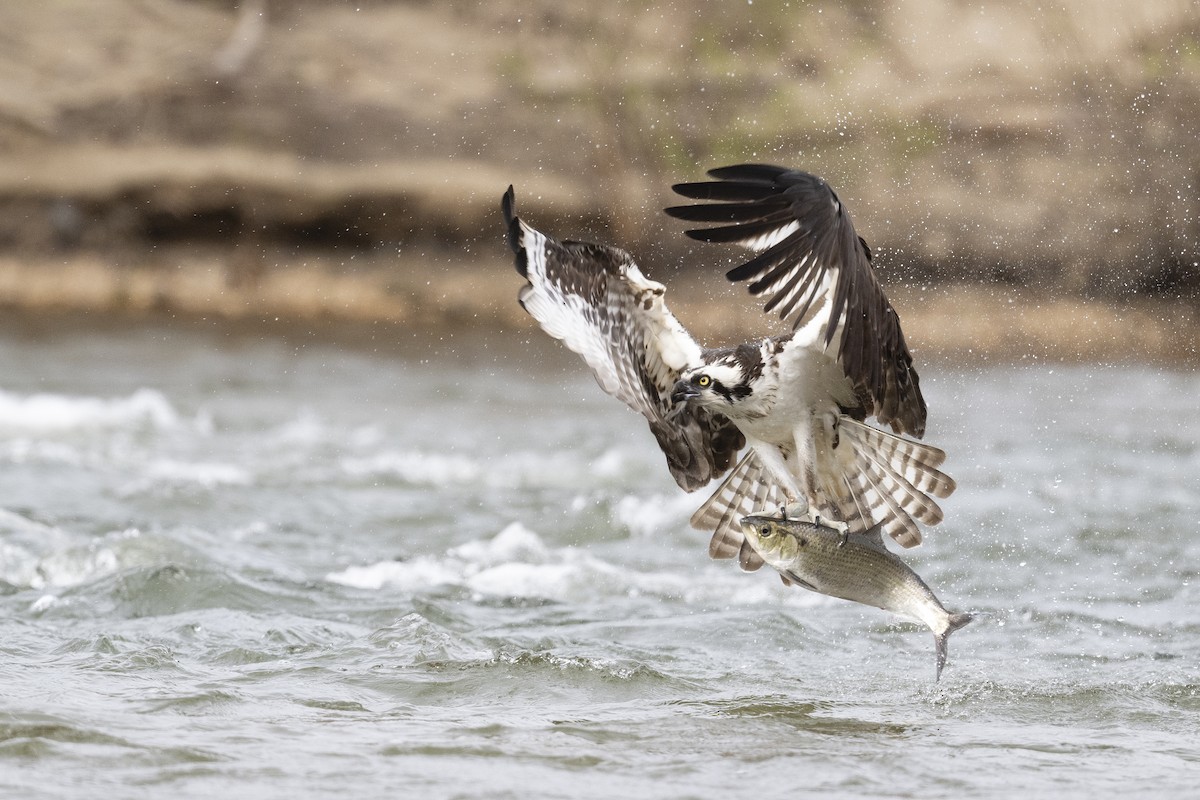 Osprey - ML619248774