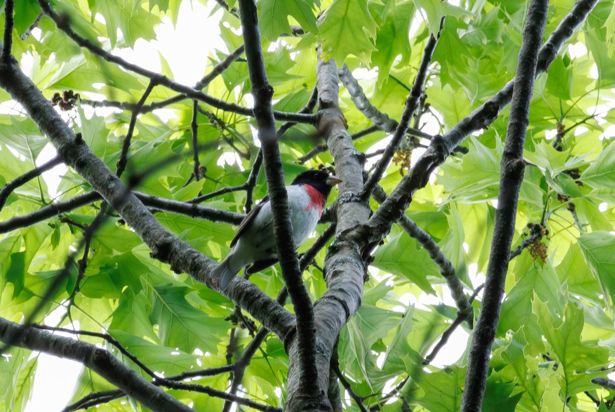 Rose-breasted Grosbeak - Michael Muchmore