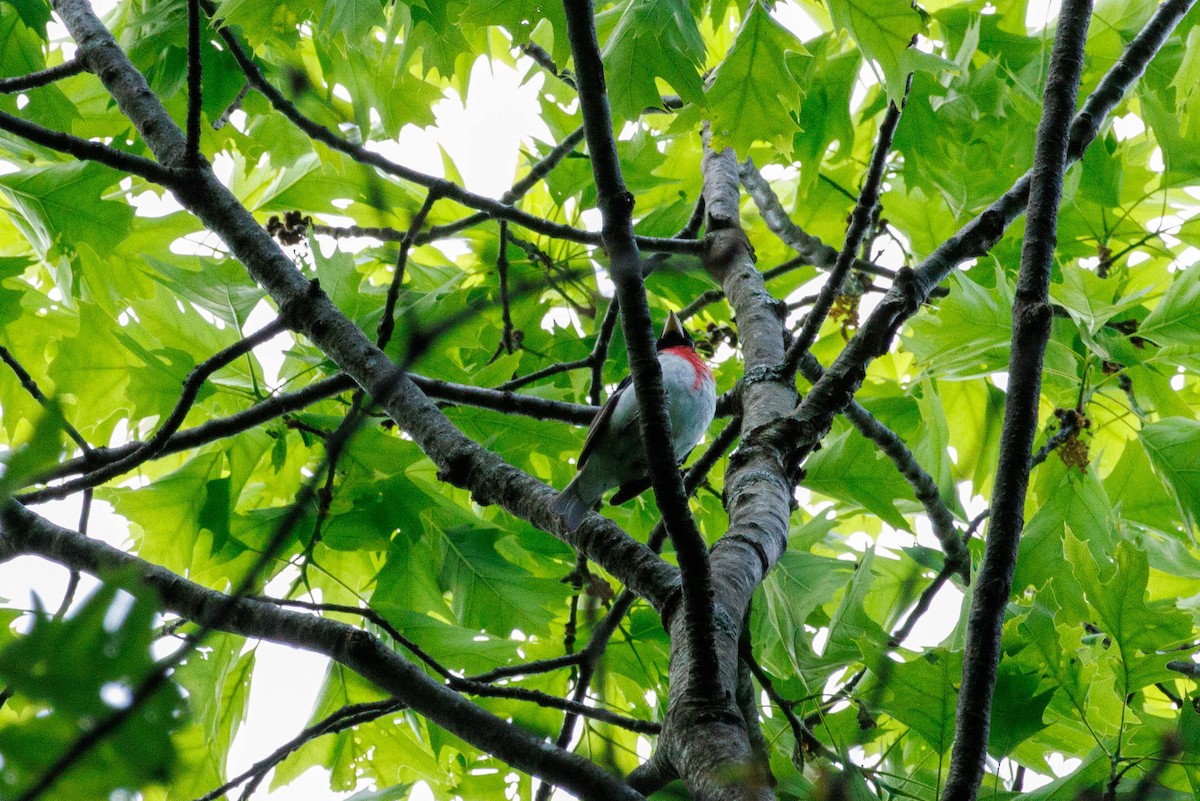 Rose-breasted Grosbeak - Michael Muchmore