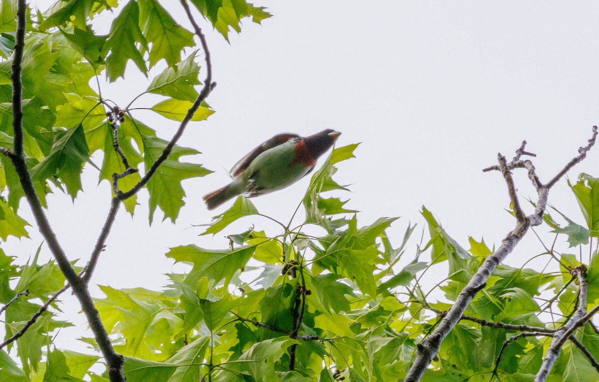 Rose-breasted Grosbeak - Michael Muchmore