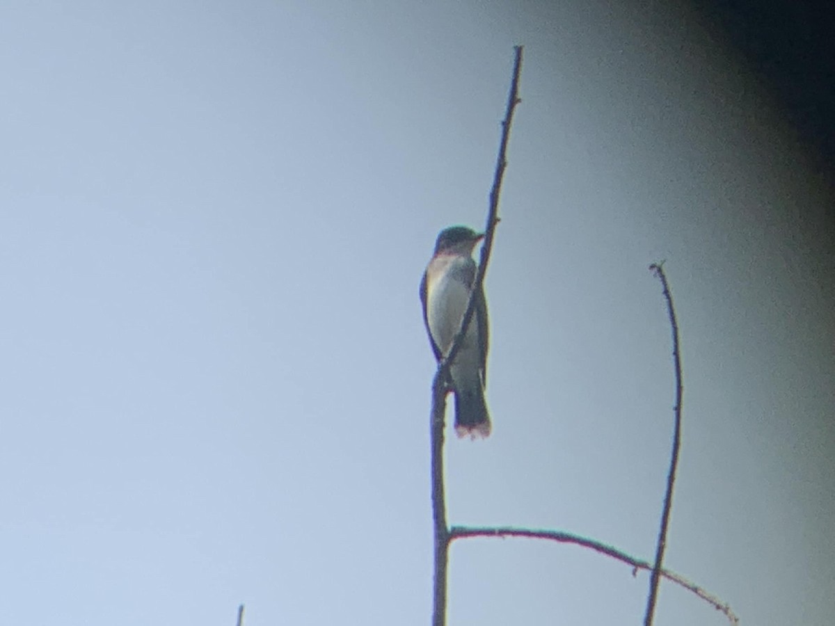 Eastern Kingbird - ML619248790