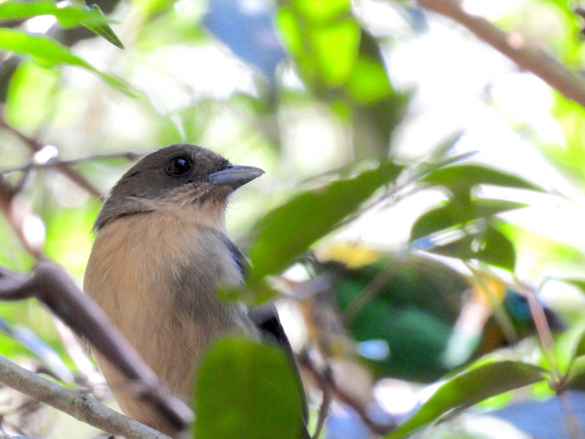 Black-goggled Tanager - Rodrigo Quadros