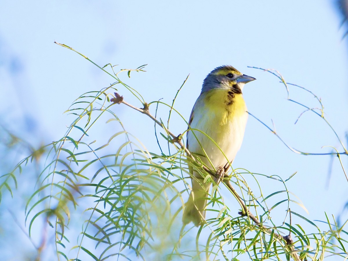 Dickcissel - Martin Byhower