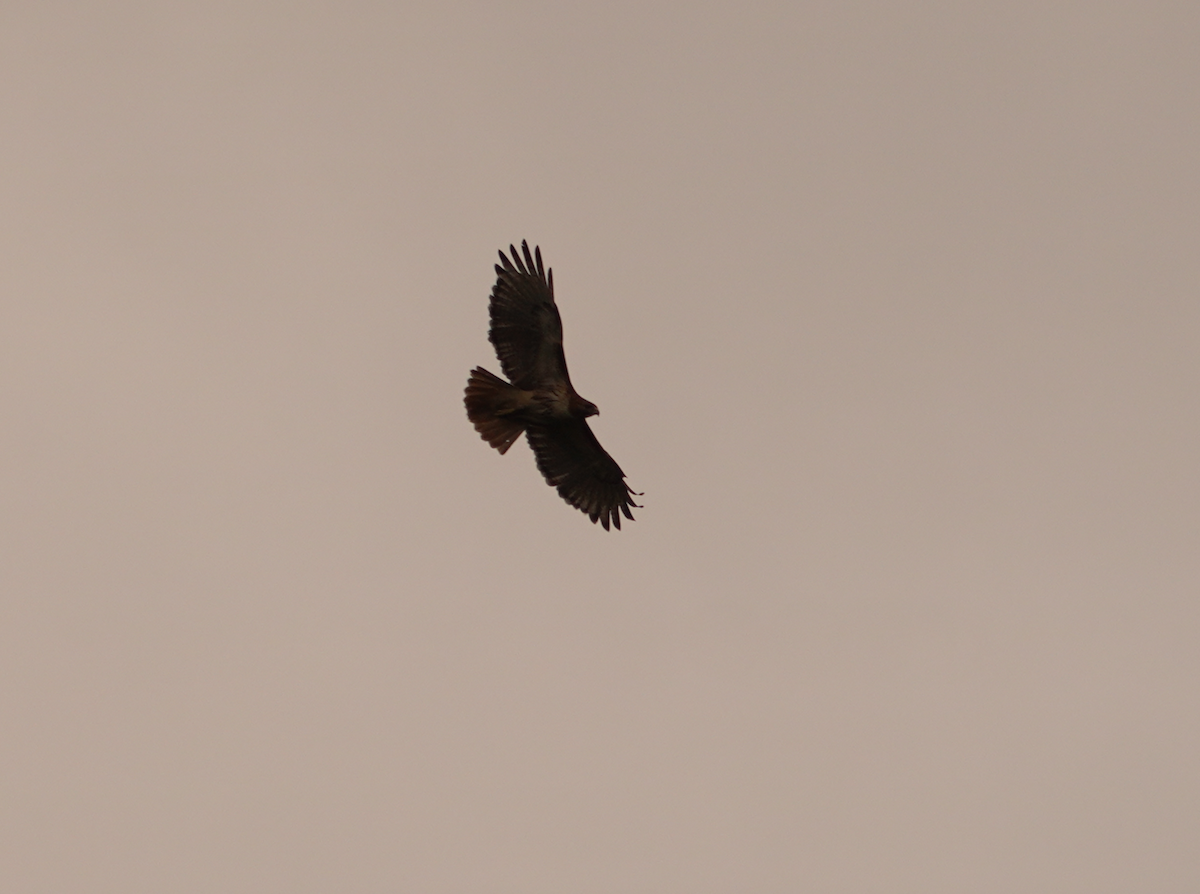 Red-tailed Hawk - ML619248806
