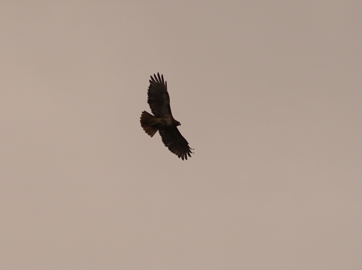 Red-tailed Hawk - Aaron T