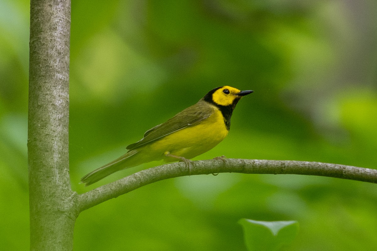 Hooded Warbler - Ryan Hines