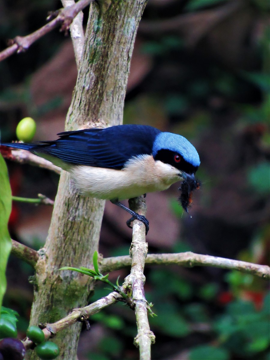 Fawn-breasted Tanager - Luis Moreno