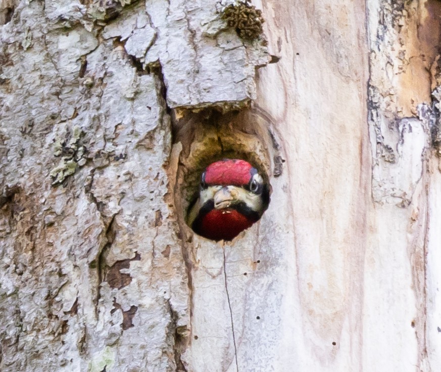 Yellow-bellied Sapsucker - Jean Crépeau