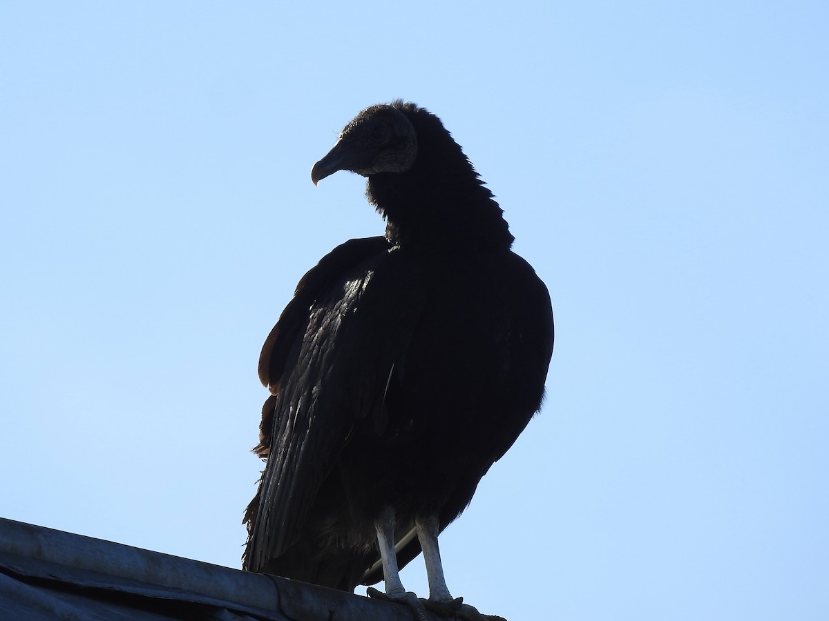 Black Vulture - Reanna Thomas