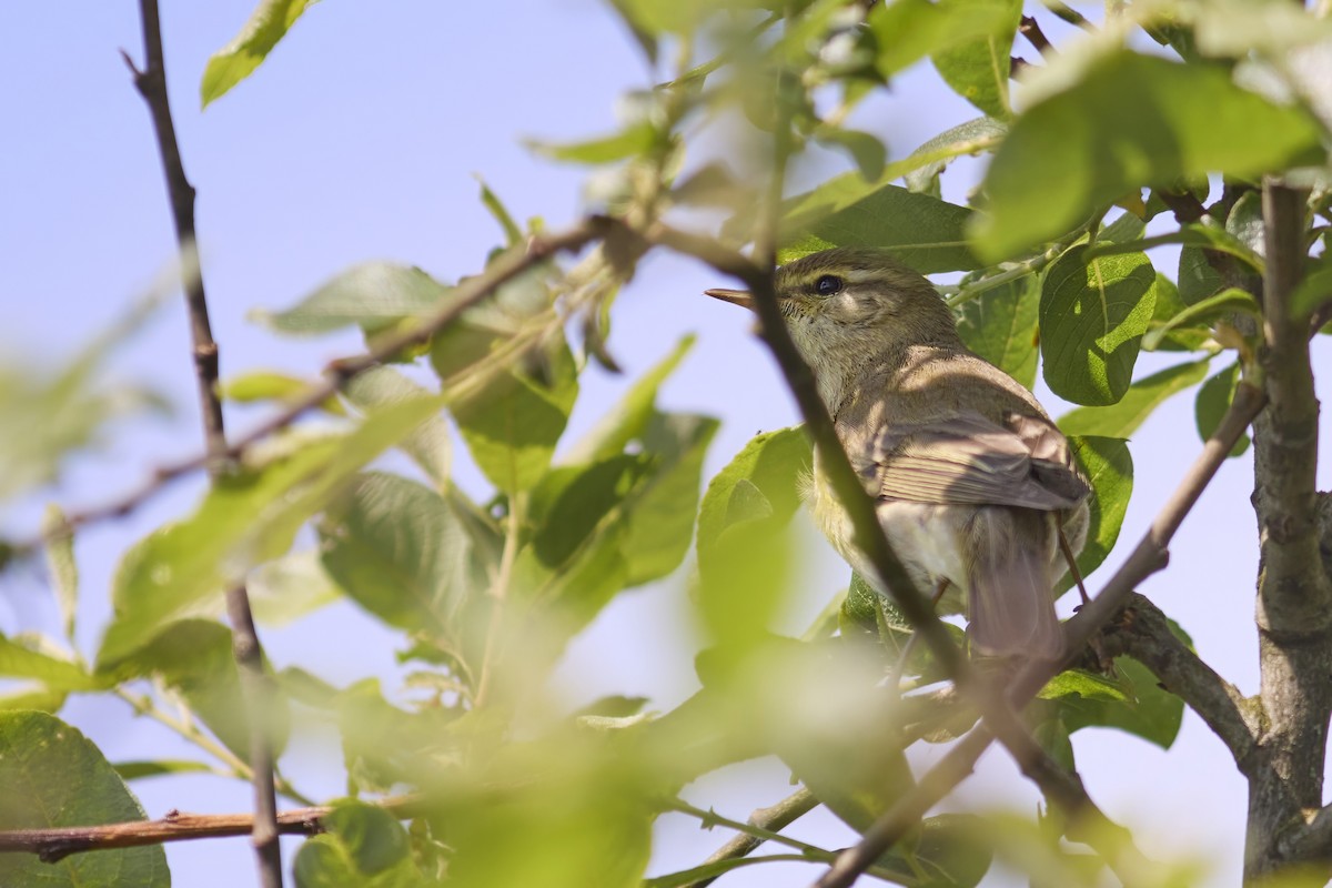 Common Reed Warbler - Niall Bell