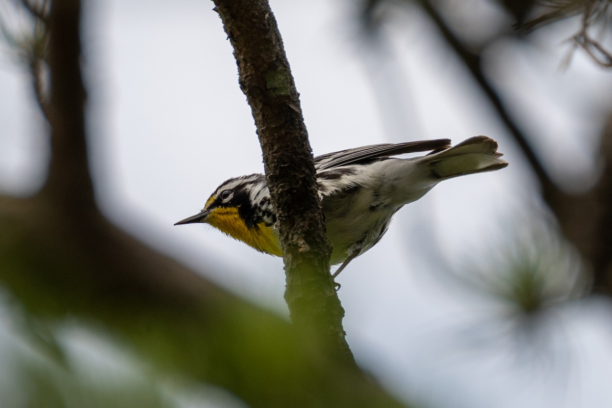 Yellow-throated Warbler - Ryan Hines