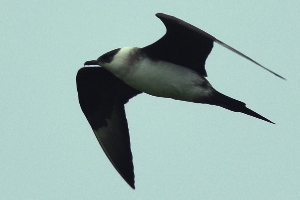 Parasitic Jaeger - ML619248836