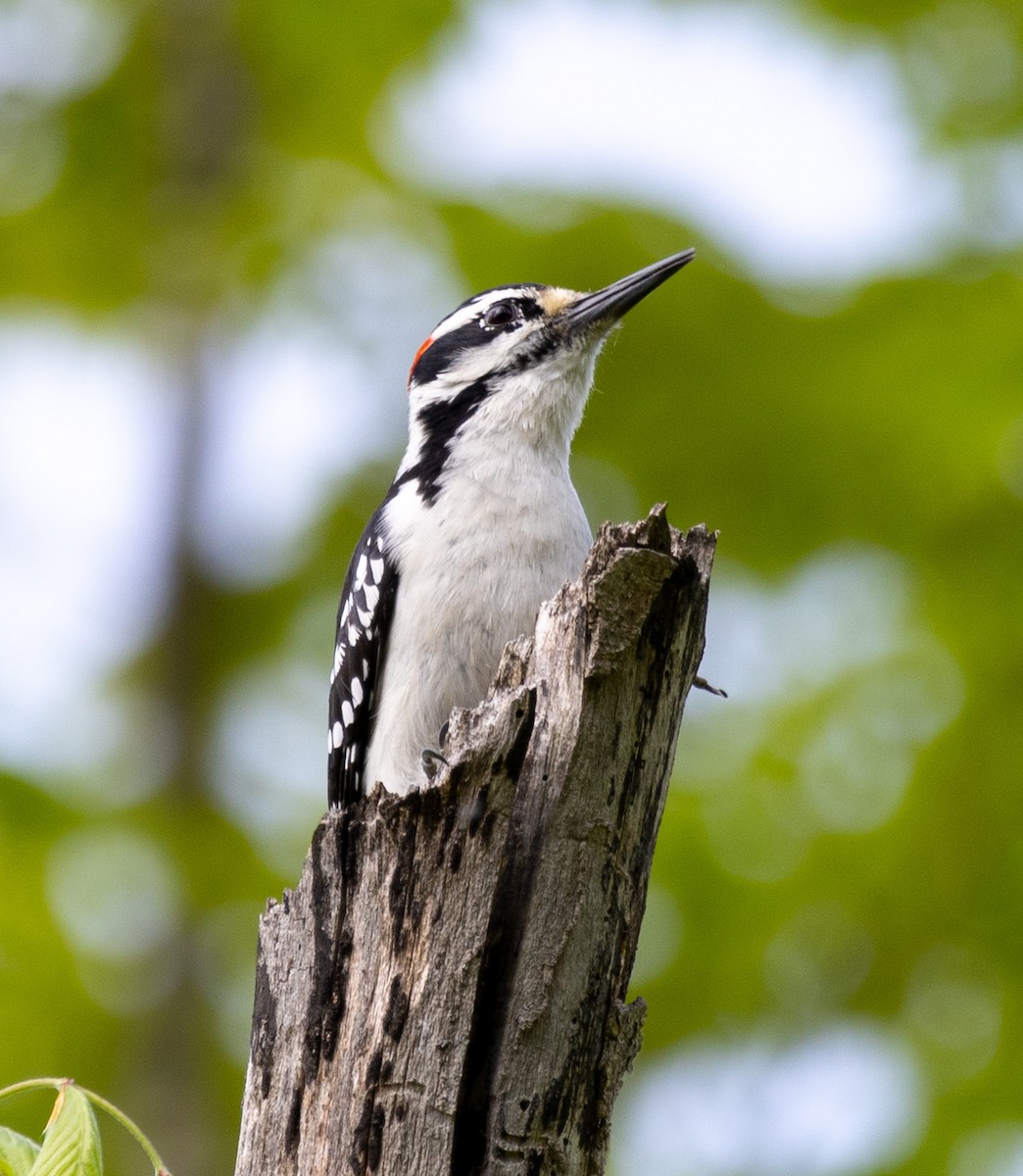 Hairy Woodpecker - ML619248843