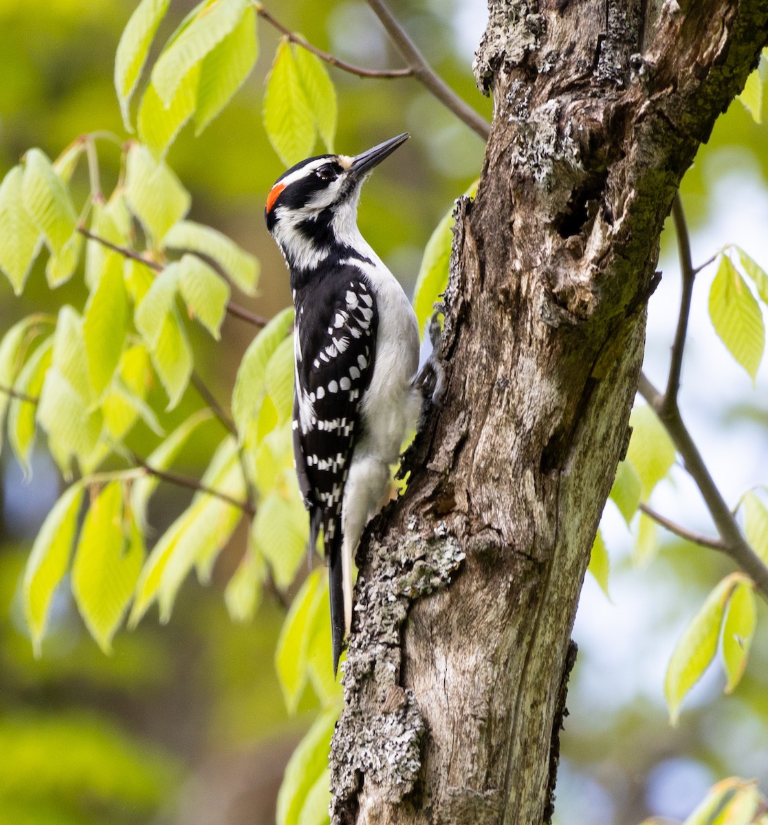 Hairy Woodpecker - Jean Crépeau