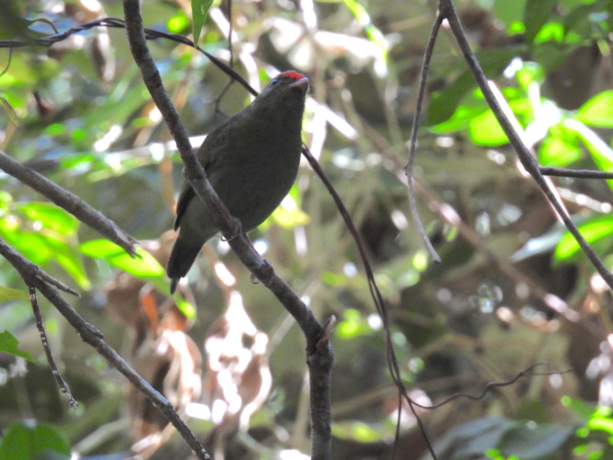 Swallow-tailed Manakin - ML619248858