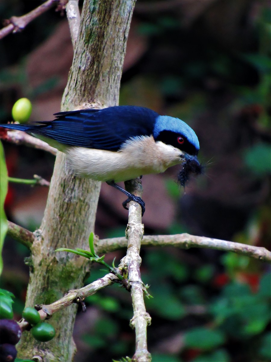 Fawn-breasted Tanager - ML619248872