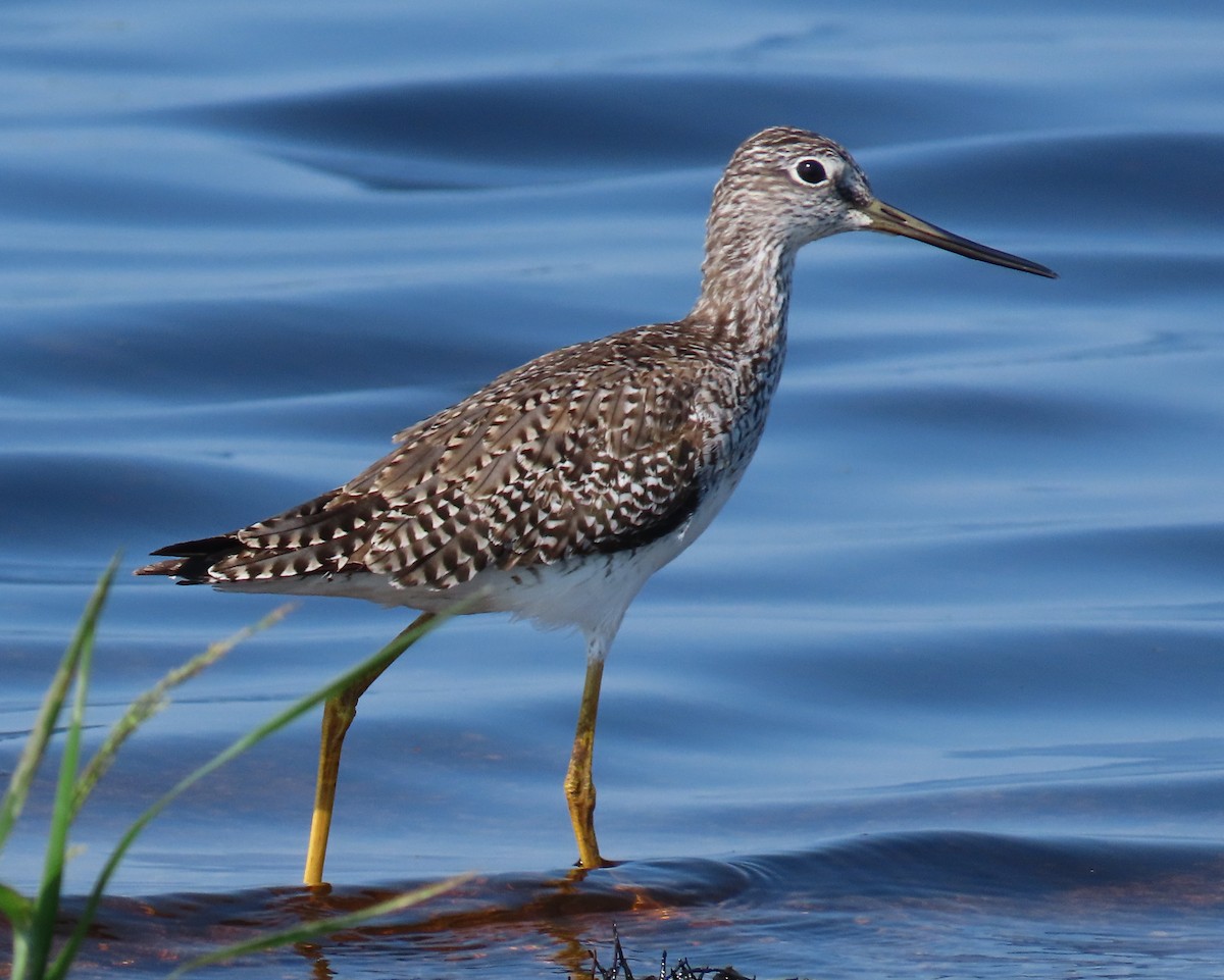 Greater Yellowlegs - Laurie Witkin