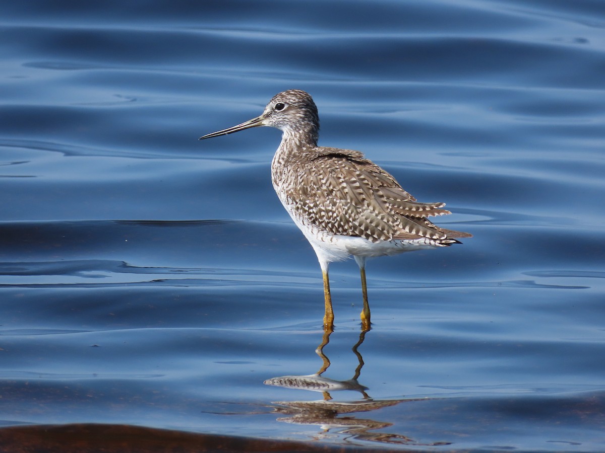 Greater Yellowlegs - Laurie Witkin