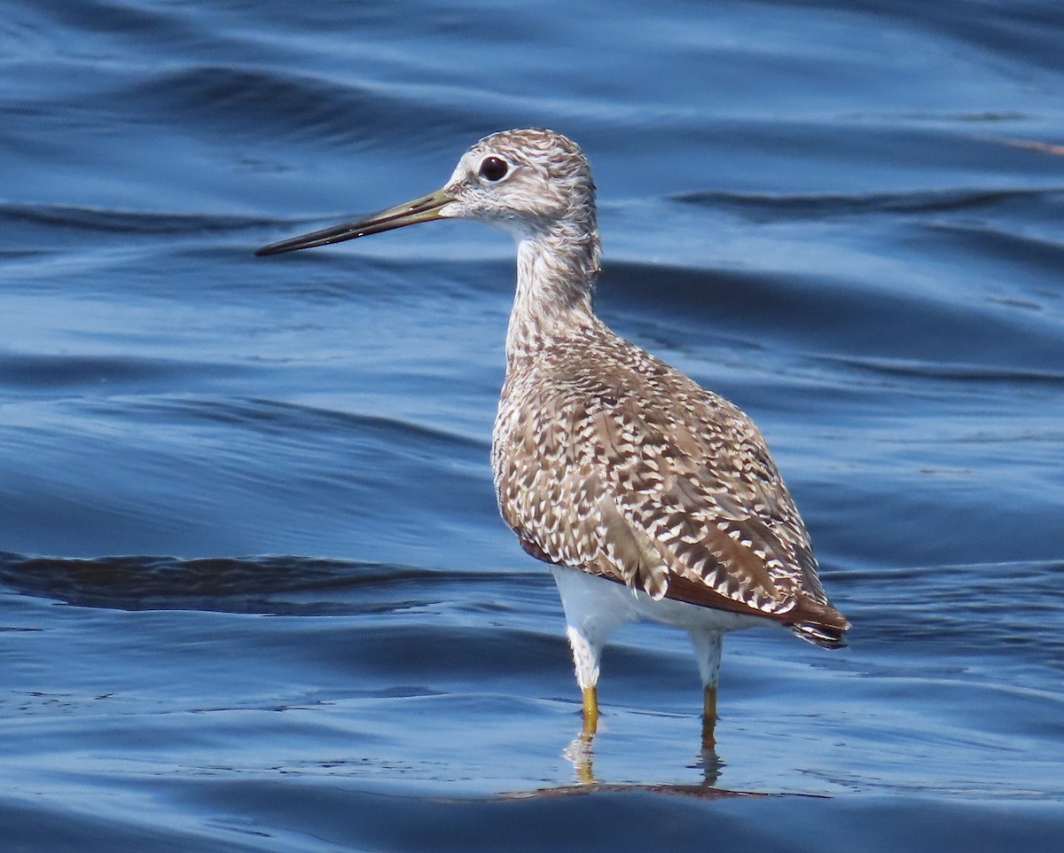 Greater Yellowlegs - Laurie Witkin