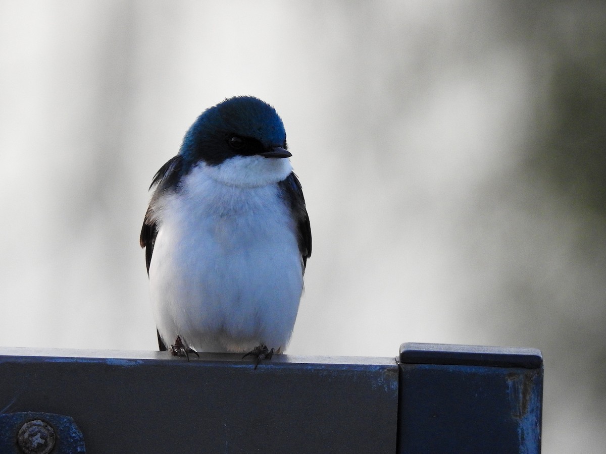 Tree Swallow - Reanna Thomas