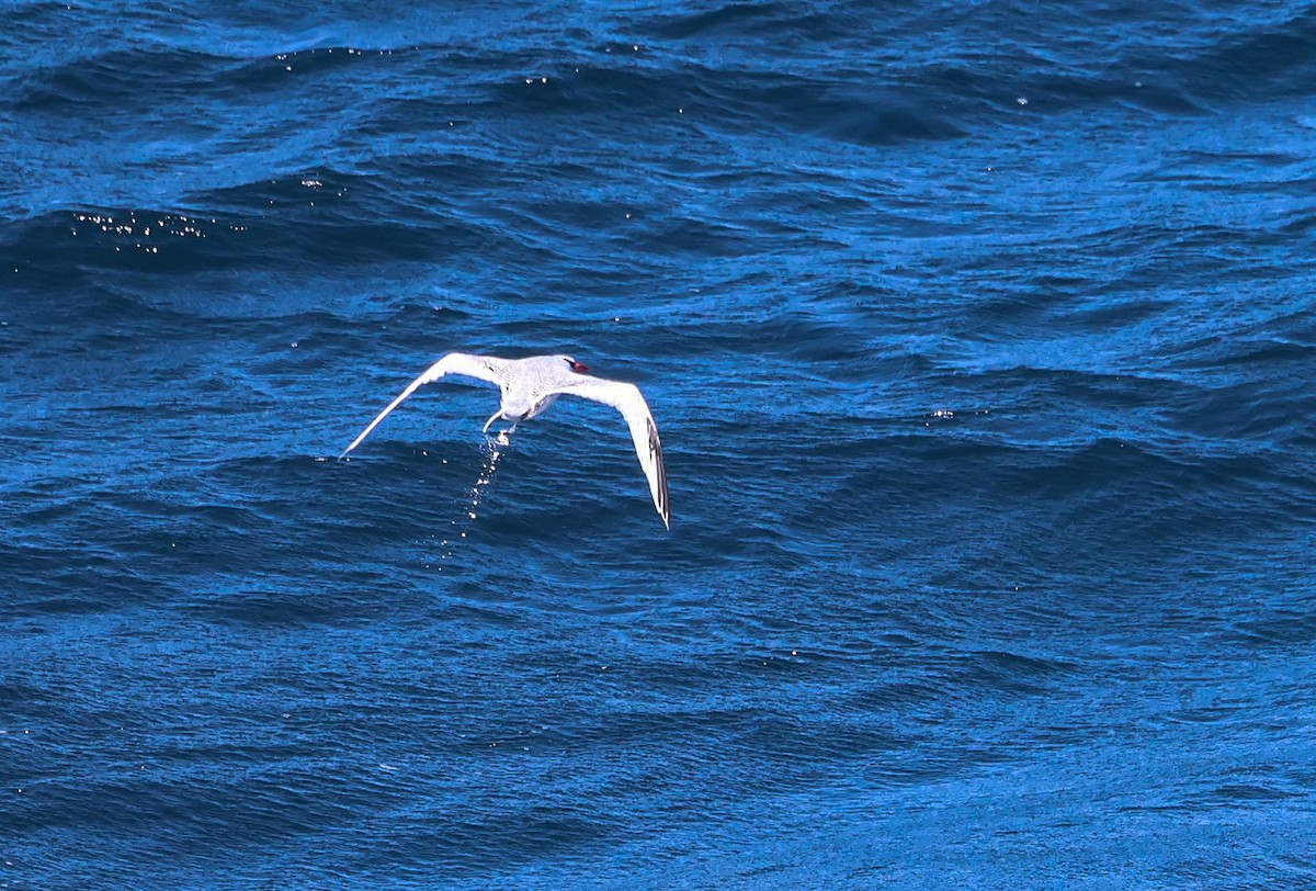 Red-billed Tropicbird - Pam Rasmussen