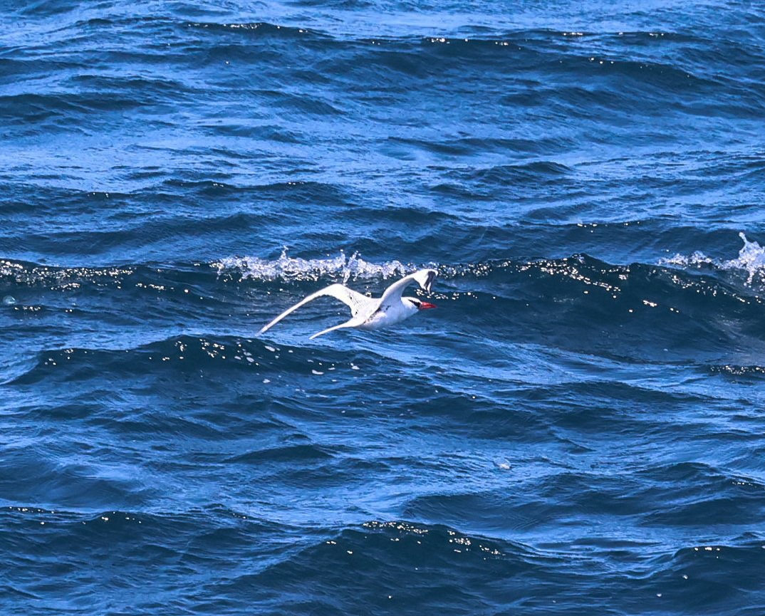 Red-billed Tropicbird - Pam Rasmussen