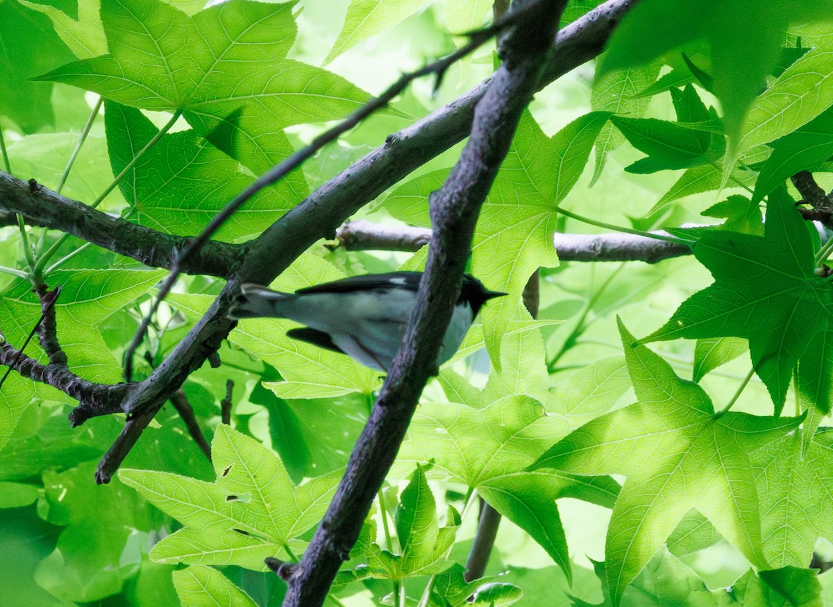 Black-throated Blue Warbler - Michael Muchmore