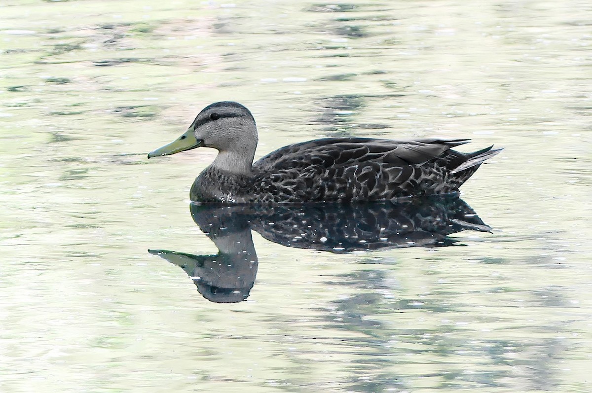 anatidé sp. (canard sp.) - ML619248913