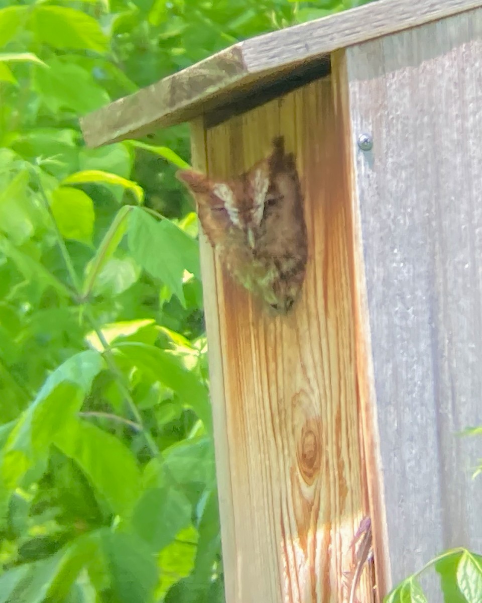 Eastern Screech-Owl - ML619248916