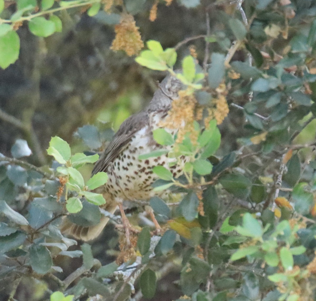 Mistle Thrush - Edmund Bell