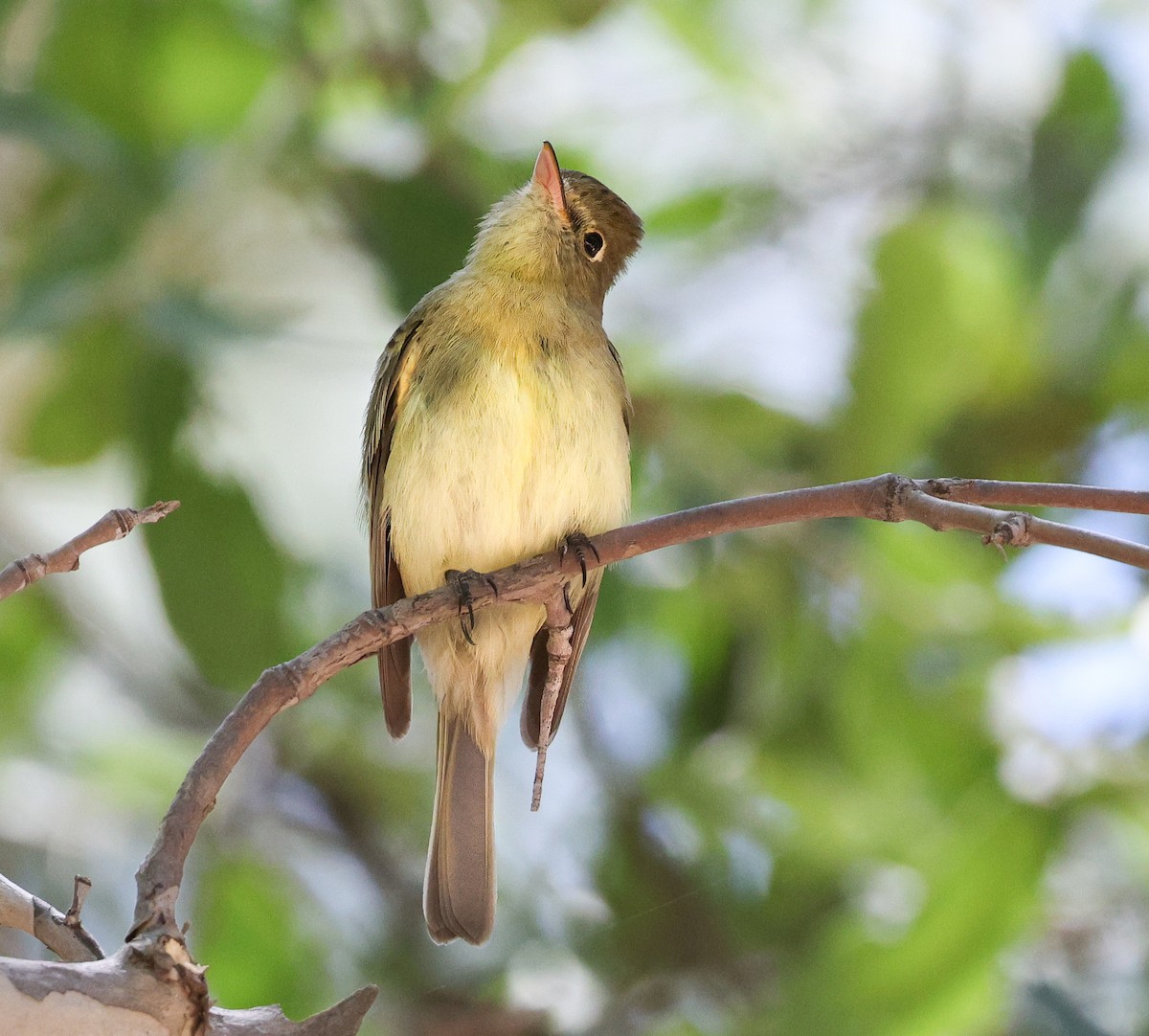 Western Flycatcher - James Wheatley