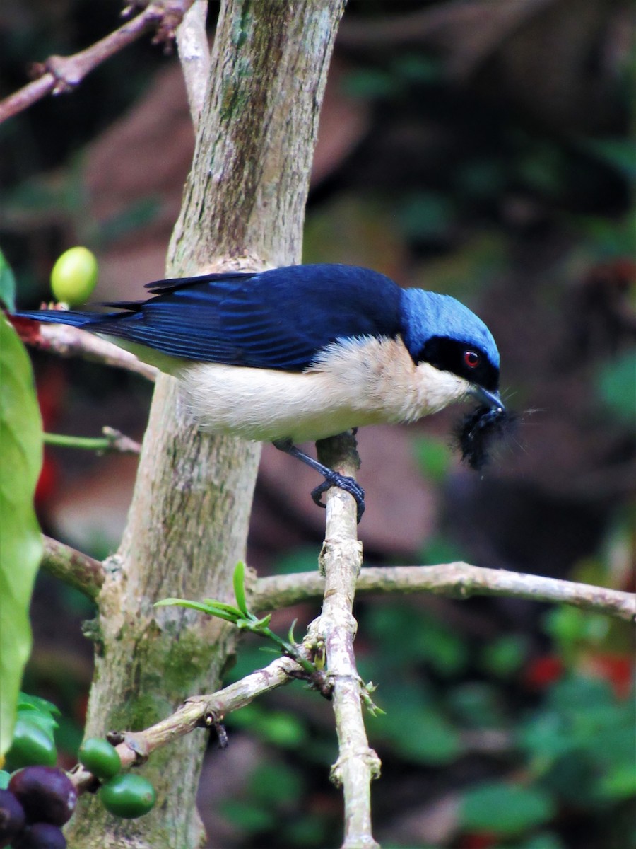 Fawn-breasted Tanager - Luis Moreno