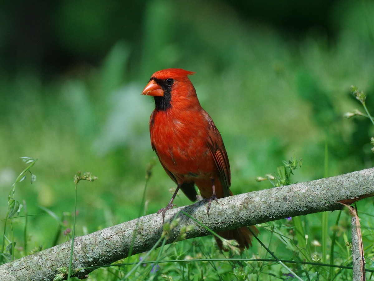 Northern Cardinal - Aaron Rushin