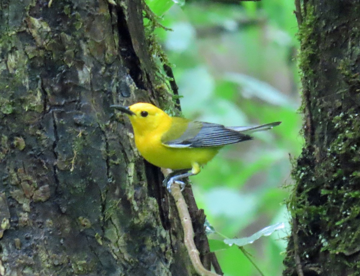 Prothonotary Warbler - JoAnn Potter Riggle 🦤