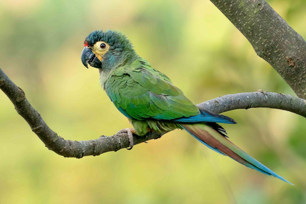 ML619248965 - Blue-winged Macaw - Macaulay Library