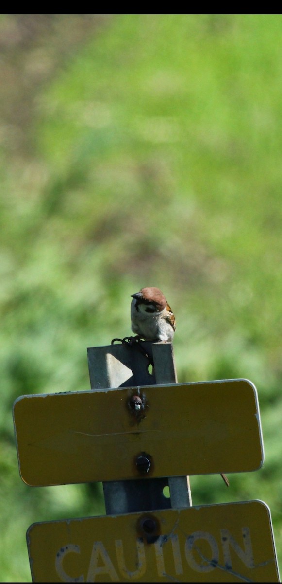 Eurasian Tree Sparrow - ML619248970