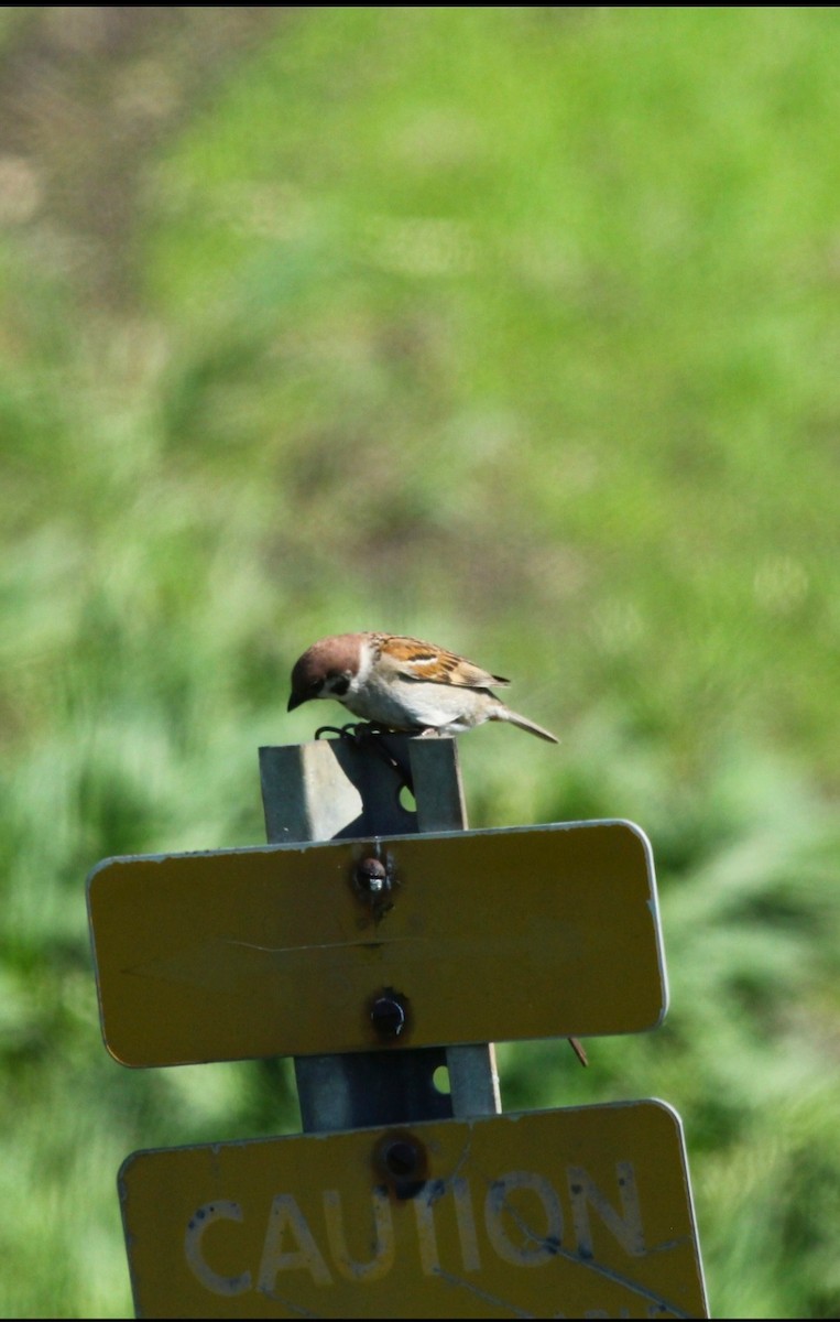 Eurasian Tree Sparrow - ML619248971